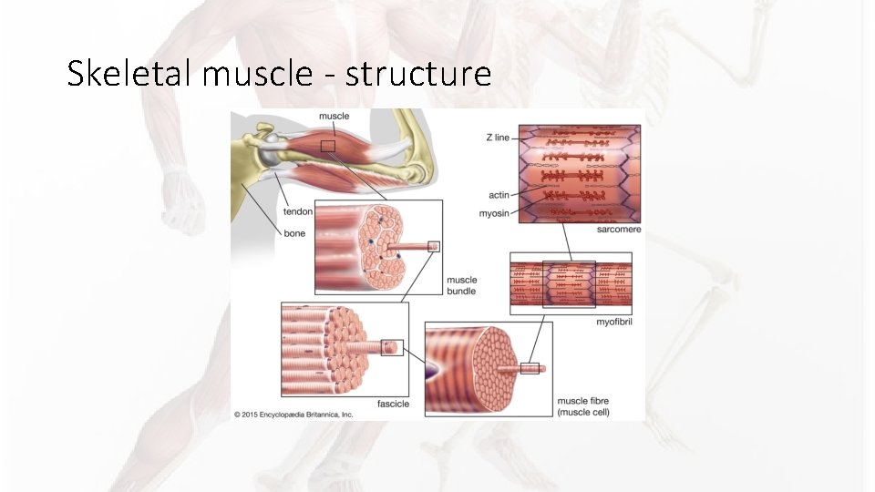 Skeletal muscle - structure Skeletal muscle - structure