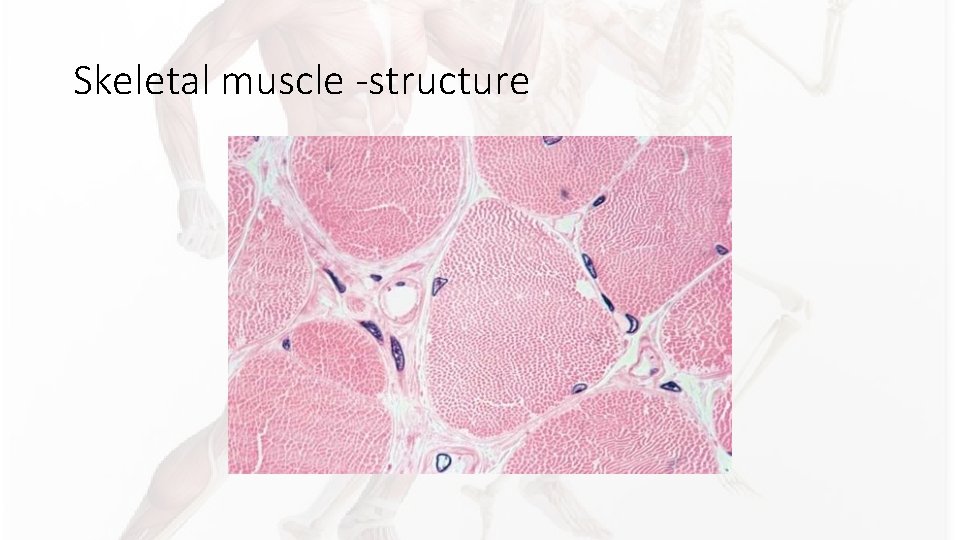 Skeletal muscle -structure Skeletal muscle -structure