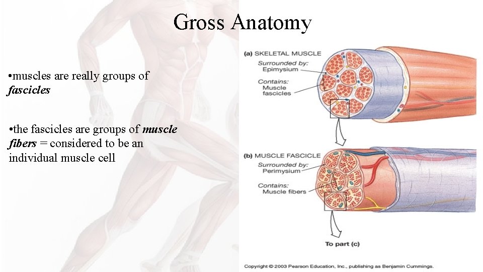 Gross Anatomy • muscles are really groups of fascicles • the fascicles are groups Gross Anatomy • muscles are really groups of fascicles • the fascicles are groups