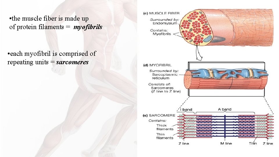 • the muscle fiber is made up of protein filaments = myofibrils • • the muscle fiber is made up of protein filaments = myofibrils •