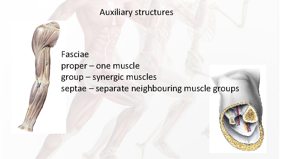 Auxiliary structures Fasciae proper – one muscle group – synergic muscles septae – separate Auxiliary structures Fasciae proper – one muscle group – synergic muscles septae – separate
