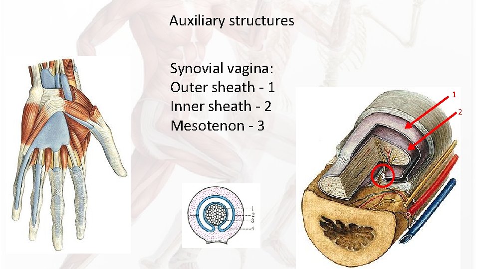 Auxiliary structures Synovial vagina: Outer sheath - 1 Inner sheath - 2 Mesotenon - Auxiliary structures Synovial vagina: Outer sheath - 1 Inner sheath - 2 Mesotenon -