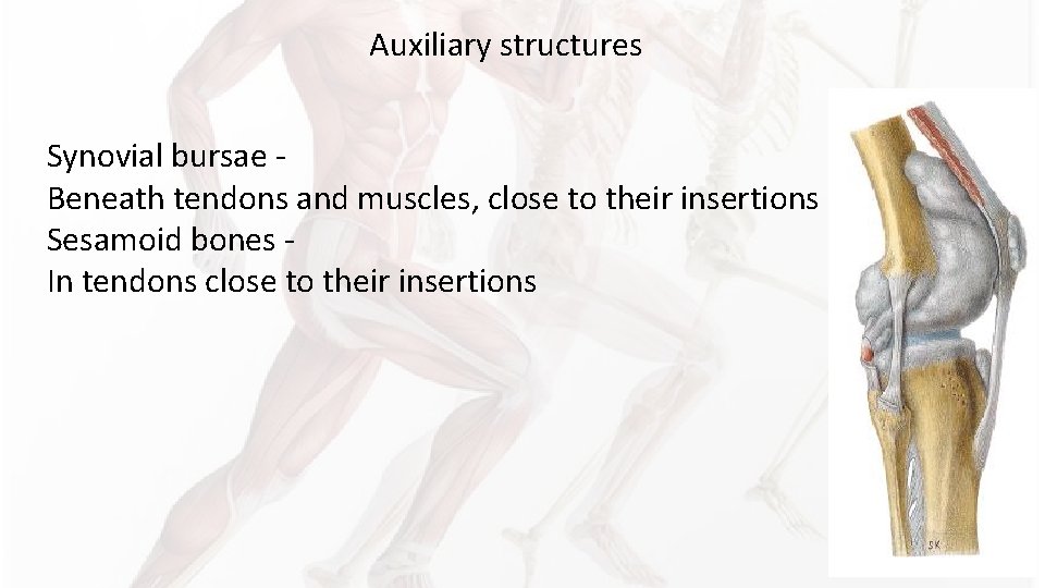 Auxiliary structures Synovial bursae Beneath tendons and muscles, close to their insertions Sesamoid bones Auxiliary structures Synovial bursae Beneath tendons and muscles, close to their insertions Sesamoid bones