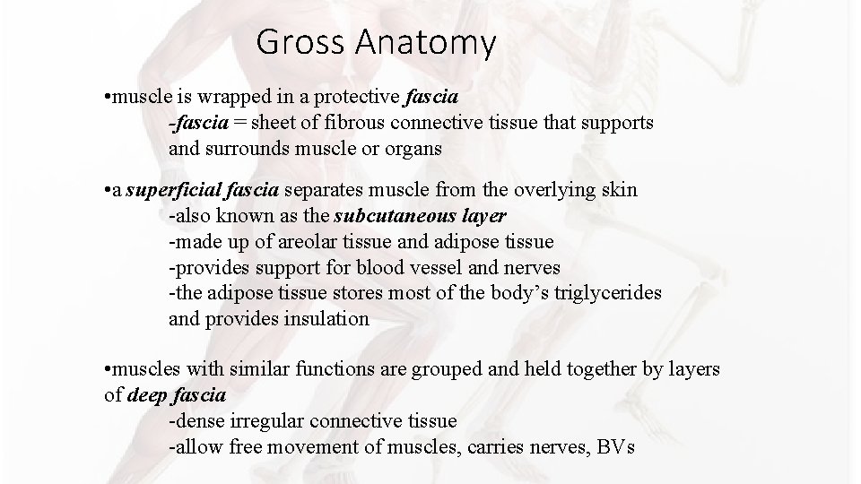Gross Anatomy • muscle is wrapped in a protective fascia -fascia = sheet of Gross Anatomy • muscle is wrapped in a protective fascia -fascia = sheet of