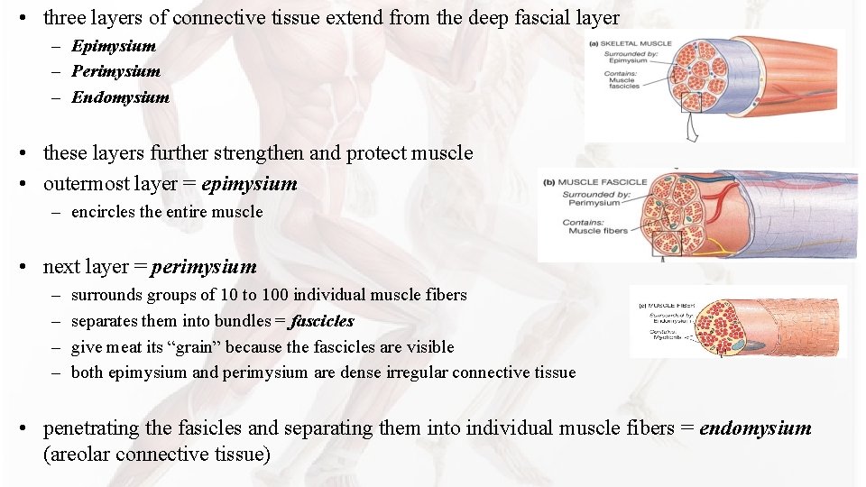 • three layers of connective tissue extend from the deep fascial layer – • three layers of connective tissue extend from the deep fascial layer –