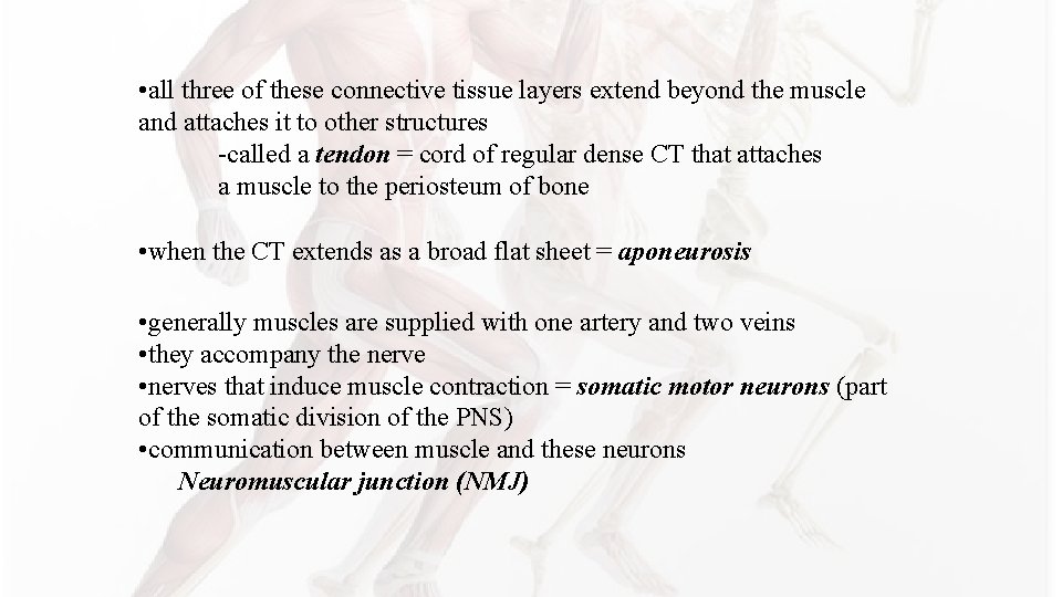 • all three of these connective tissue layers extend beyond the muscle and • all three of these connective tissue layers extend beyond the muscle and