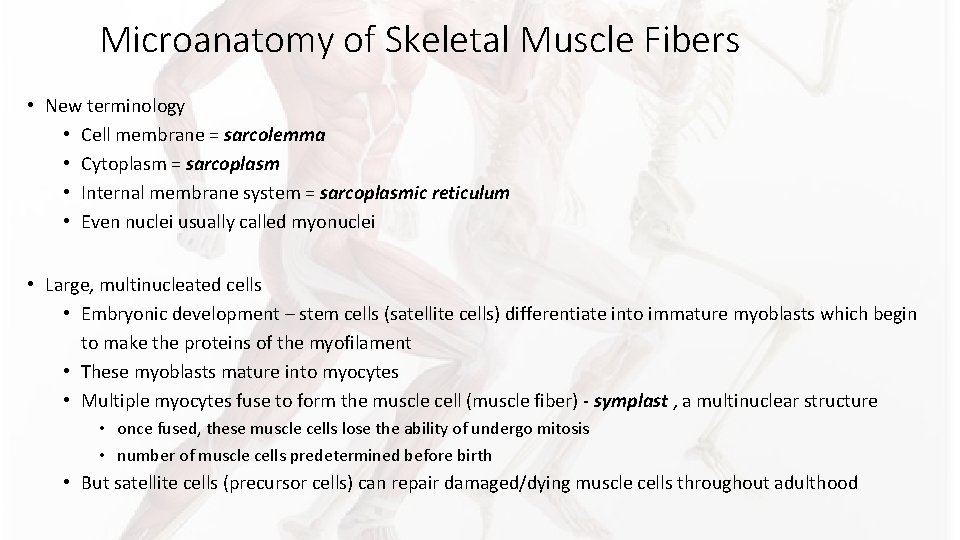 Microanatomy of Skeletal Muscle Fibers • New terminology • Cell membrane = sarcolemma • Microanatomy of Skeletal Muscle Fibers • New terminology • Cell membrane = sarcolemma •