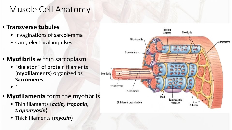 Muscle Cell Anatomy • Transverse tubules • Invaginations of sarcolemma • Carry electrical impulses Muscle Cell Anatomy • Transverse tubules • Invaginations of sarcolemma • Carry electrical impulses