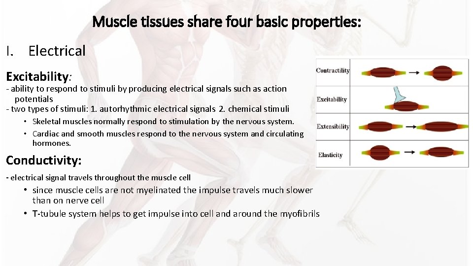 Muscle tissues share four basic properties: I. Electrical Excitability: - ability to respond to Muscle tissues share four basic properties: I. Electrical Excitability: - ability to respond to