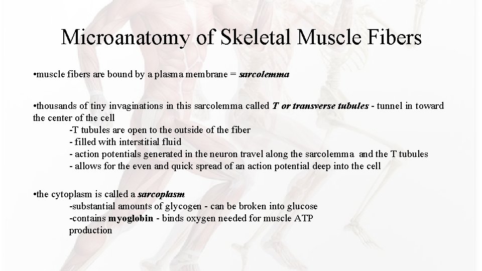 Microanatomy of Skeletal Muscle Fibers • muscle fibers are bound by a plasma membrane Microanatomy of Skeletal Muscle Fibers • muscle fibers are bound by a plasma membrane