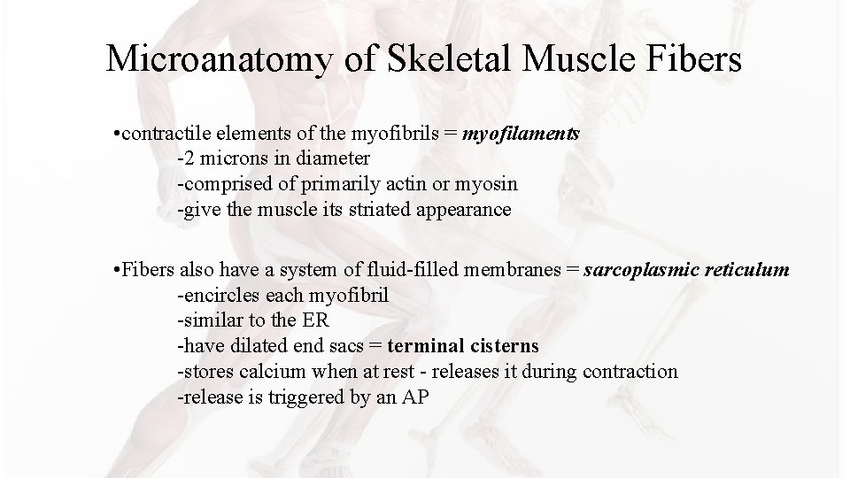 Microanatomy of Skeletal Muscle Fibers • contractile elements of the myofibrils = myofilaments -2 Microanatomy of Skeletal Muscle Fibers • contractile elements of the myofibrils = myofilaments -2