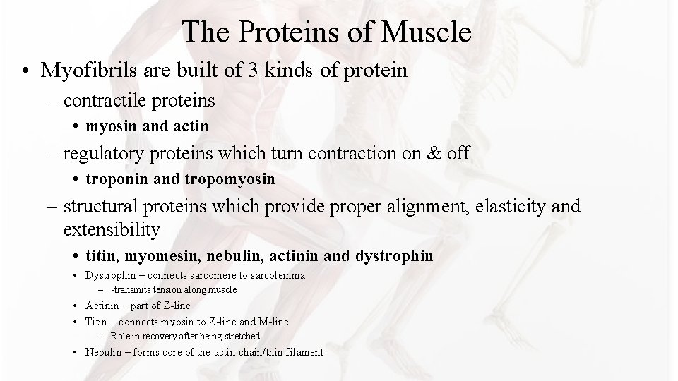 The Proteins of Muscle • Myofibrils are built of 3 kinds of protein – The Proteins of Muscle • Myofibrils are built of 3 kinds of protein –