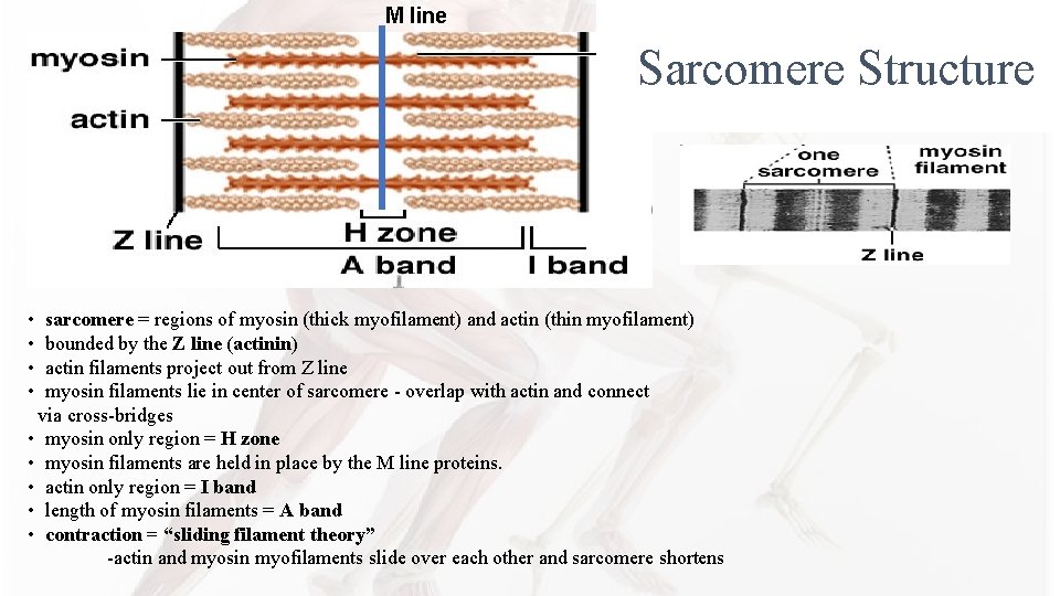 M line Sarcomere Structure • • sarcomere = regions of myosin (thick myofilament) and M line Sarcomere Structure • • sarcomere = regions of myosin (thick myofilament) and