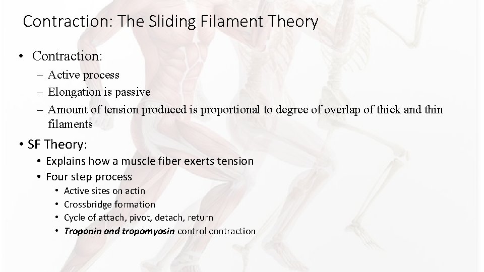 Contraction: The Sliding Filament Theory • Contraction: – Active process – Elongation is passive Contraction: The Sliding Filament Theory • Contraction: – Active process – Elongation is passive