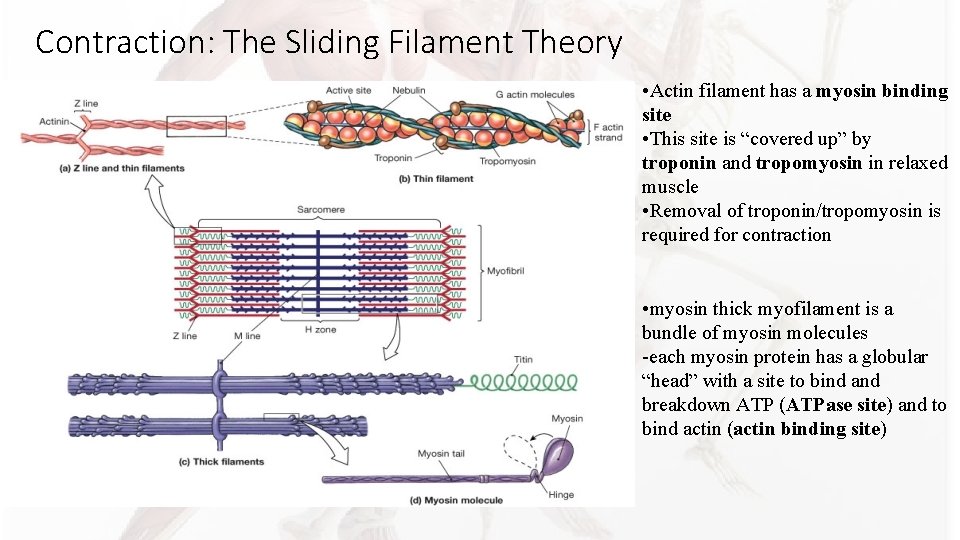 Contraction: The Sliding Filament Theory • Actin filament has a myosin binding site • Contraction: The Sliding Filament Theory • Actin filament has a myosin binding site •