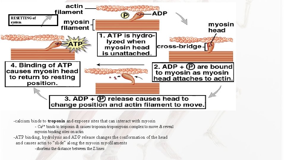 RESETTING of system -calcium binds to troponin and exposes sites that can interact with RESETTING of system -calcium binds to troponin and exposes sites that can interact with