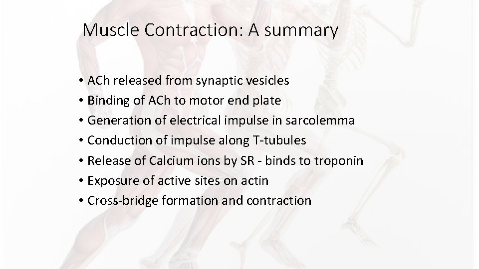 Muscle Contraction: A summary • ACh released from synaptic vesicles • Binding of ACh Muscle Contraction: A summary • ACh released from synaptic vesicles • Binding of ACh