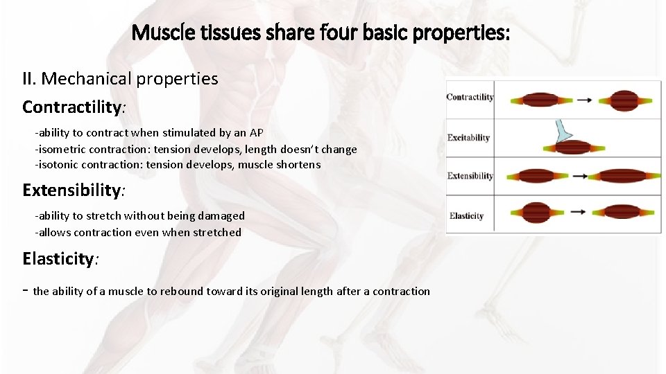 Muscle tissues share four basic properties: II. Mechanical properties Contractility: -ability to contract when Muscle tissues share four basic properties: II. Mechanical properties Contractility: -ability to contract when