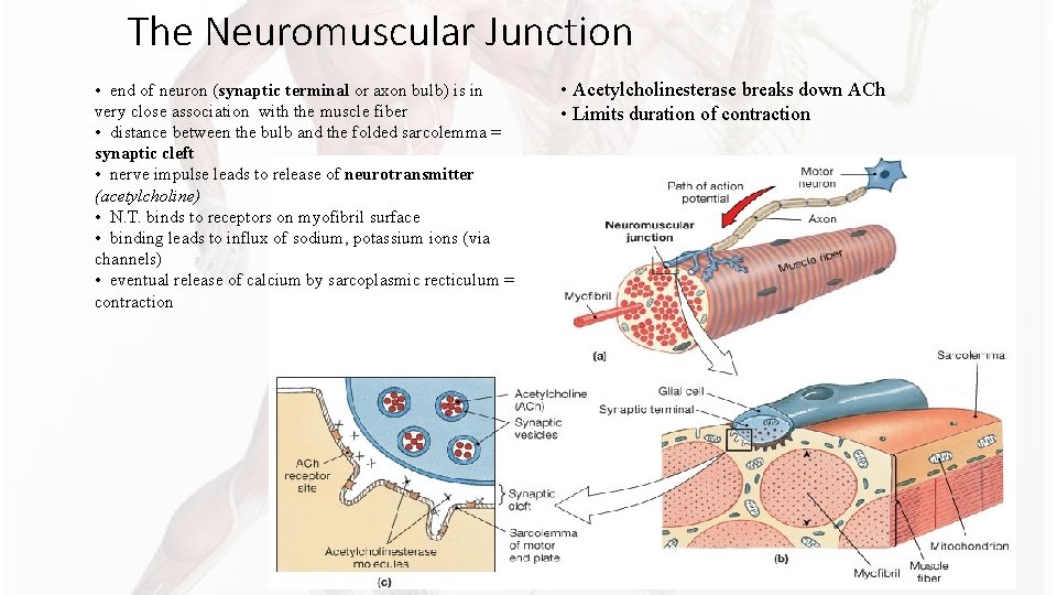 The Neuromuscular Junction • end of neuron (synaptic terminal or axon bulb) is in The Neuromuscular Junction • end of neuron (synaptic terminal or axon bulb) is in