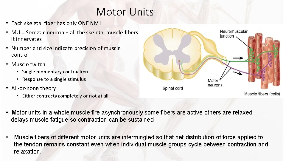 Motor Units • Each skeletal fiber has only ONE NMJ • MU = Somatic Motor Units • Each skeletal fiber has only ONE NMJ • MU = Somatic