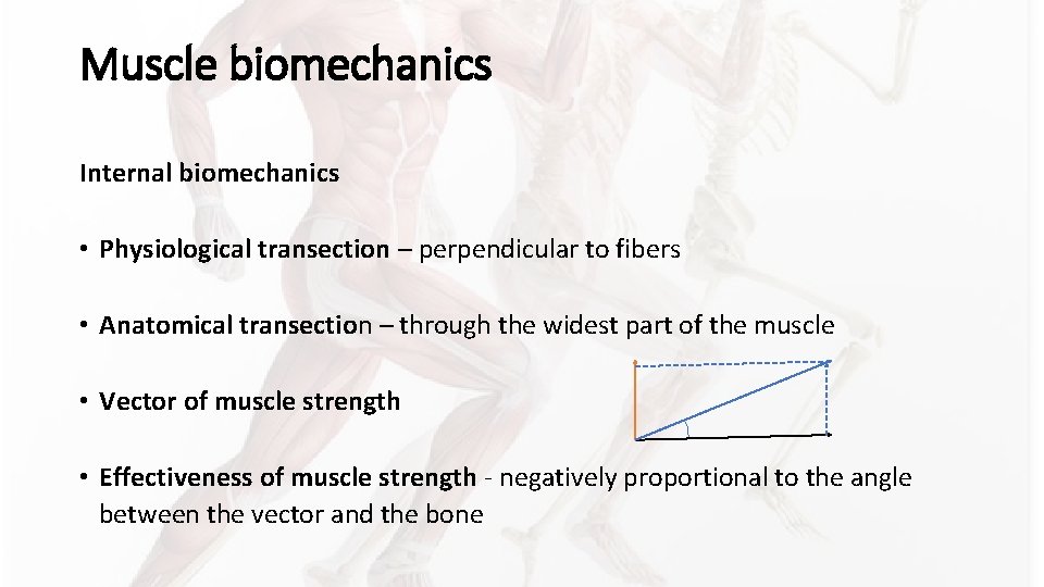 Muscle biomechanics Internal biomechanics • Physiological transection – perpendicular to fibers • Anatomical transection Muscle biomechanics Internal biomechanics • Physiological transection – perpendicular to fibers • Anatomical transection