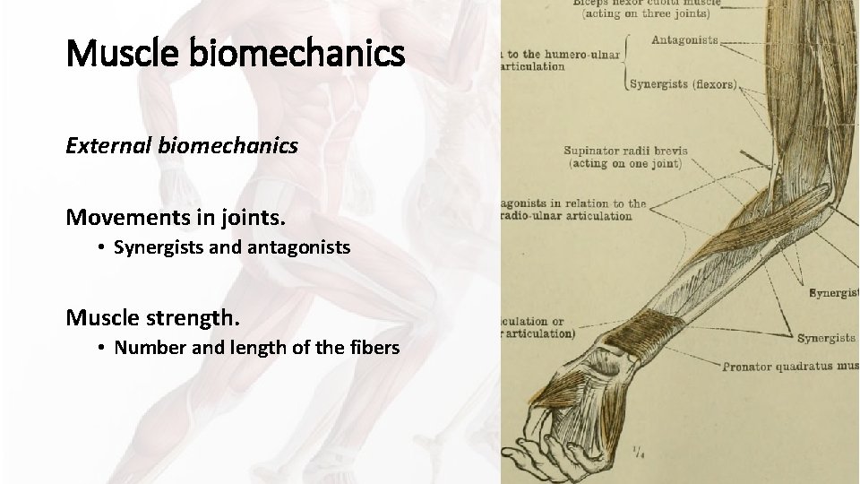 Muscle biomechanics External biomechanics Movements in joints. • Synergists and antagonists Muscle strength. • Muscle biomechanics External biomechanics Movements in joints. • Synergists and antagonists Muscle strength. •