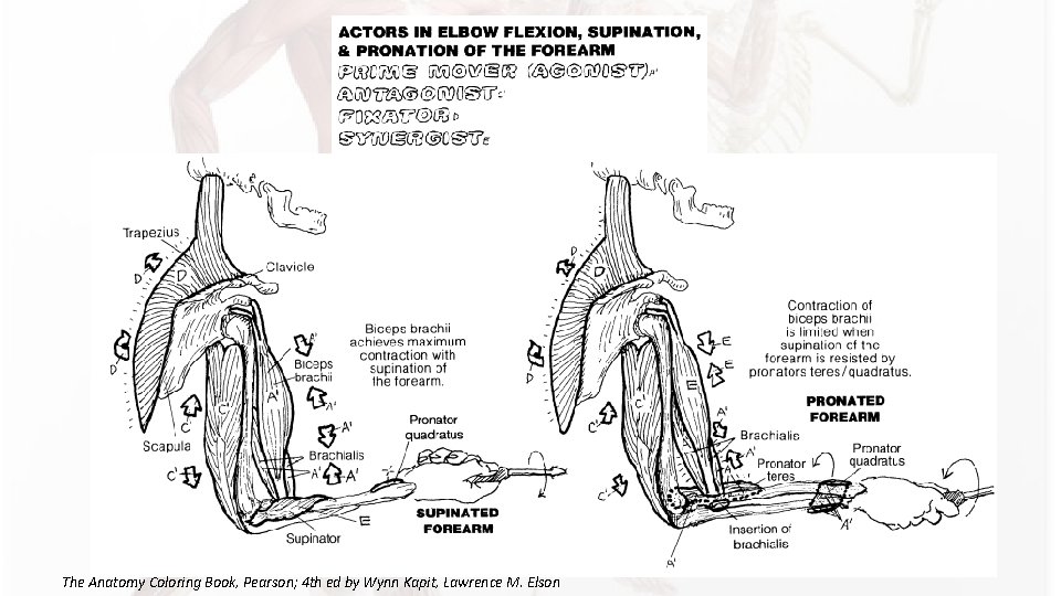 The Anatomy Coloring Book, Pearson; 4 th ed by Wynn Kapit, Lawrence M. Elson The Anatomy Coloring Book, Pearson; 4 th ed by Wynn Kapit, Lawrence M. Elson