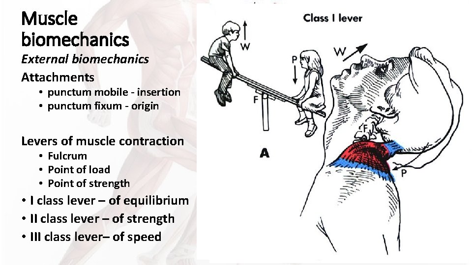 Muscle biomechanics External biomechanics Attachments • punctum mobile - insertion • punctum fixum - Muscle biomechanics External biomechanics Attachments • punctum mobile - insertion • punctum fixum -