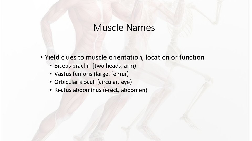 Muscle Names • Yield clues to muscle orientation, location or function • • Biceps Muscle Names • Yield clues to muscle orientation, location or function • • Biceps
