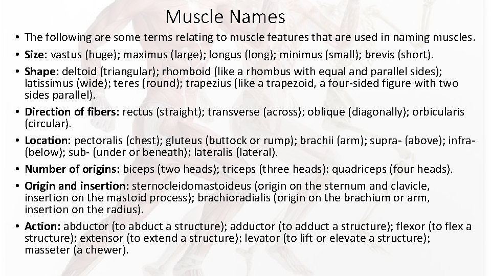 Muscle Names • The following are some terms relating to muscle features that are Muscle Names • The following are some terms relating to muscle features that are