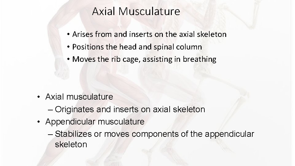 Axial Musculature • Arises from and inserts on the axial skeleton • Positions the Axial Musculature • Arises from and inserts on the axial skeleton • Positions the