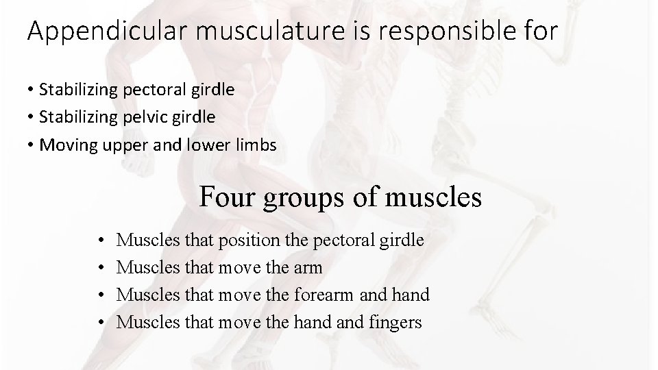 Appendicular musculature is responsible for • Stabilizing pectoral girdle • Stabilizing pelvic girdle • Appendicular musculature is responsible for • Stabilizing pectoral girdle • Stabilizing pelvic girdle •