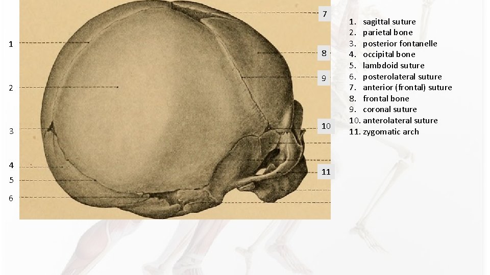 7 1 2 3 4 5 6 8 9 10 11 1. sagittal suture 7 1 2 3 4 5 6 8 9 10 11 1. sagittal suture