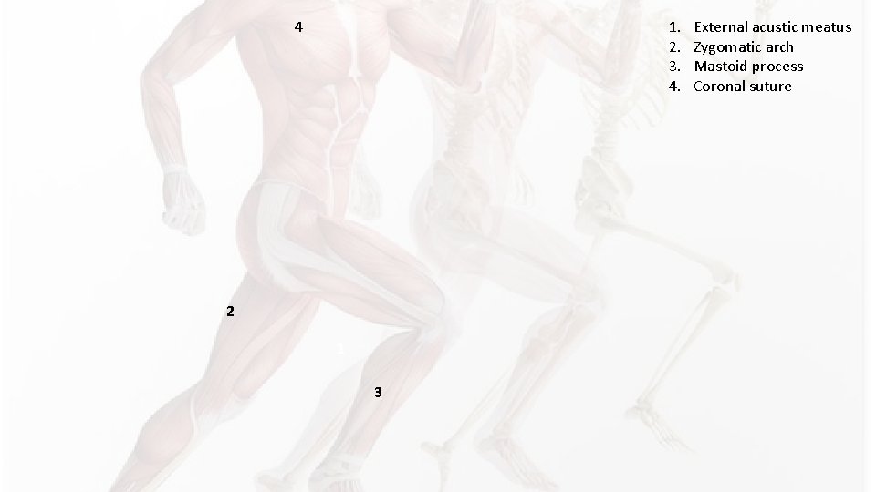 1. 2. 3. 4. 4 2 1 3 External acustic meatus Zygomatic arch Mastoid 1. 2. 3. 4. 4 2 1 3 External acustic meatus Zygomatic arch Mastoid