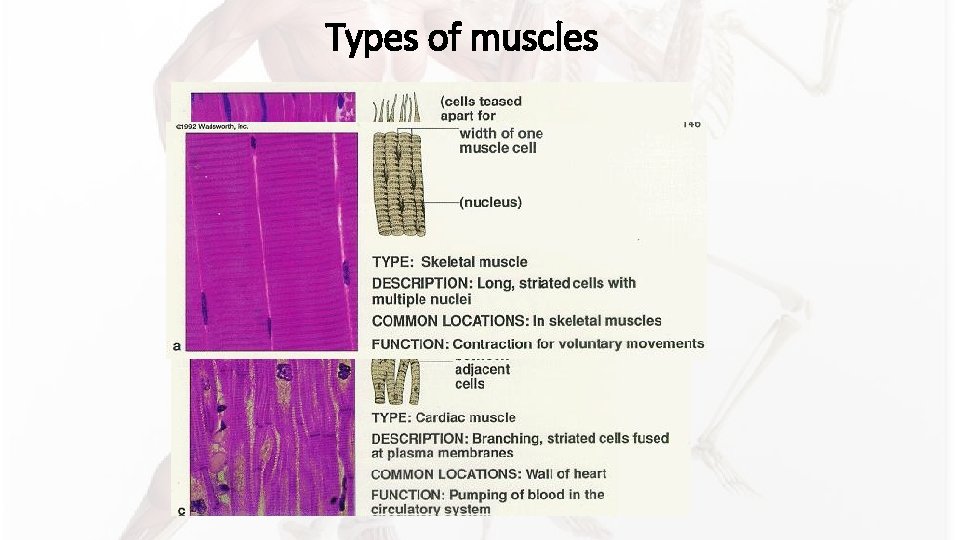 Types of muscles Types of muscles