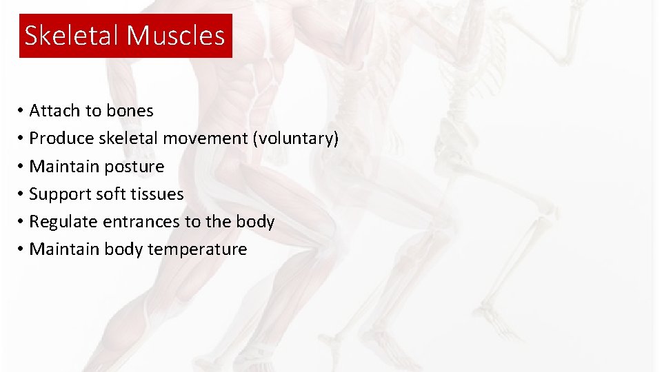 Skeletal Muscles • Attach to bones • Produce skeletal movement (voluntary) • Maintain posture Skeletal Muscles • Attach to bones • Produce skeletal movement (voluntary) • Maintain posture