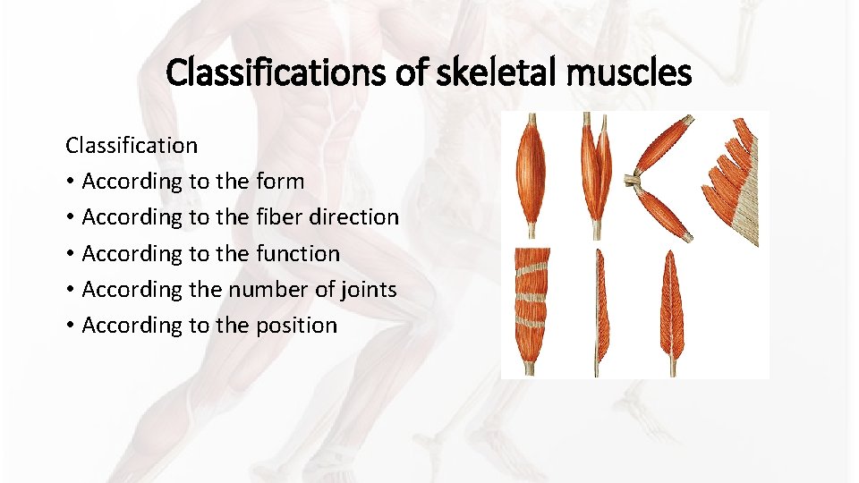 Classifications of skeletal muscles Classification • According to the form • According to the Classifications of skeletal muscles Classification • According to the form • According to the
