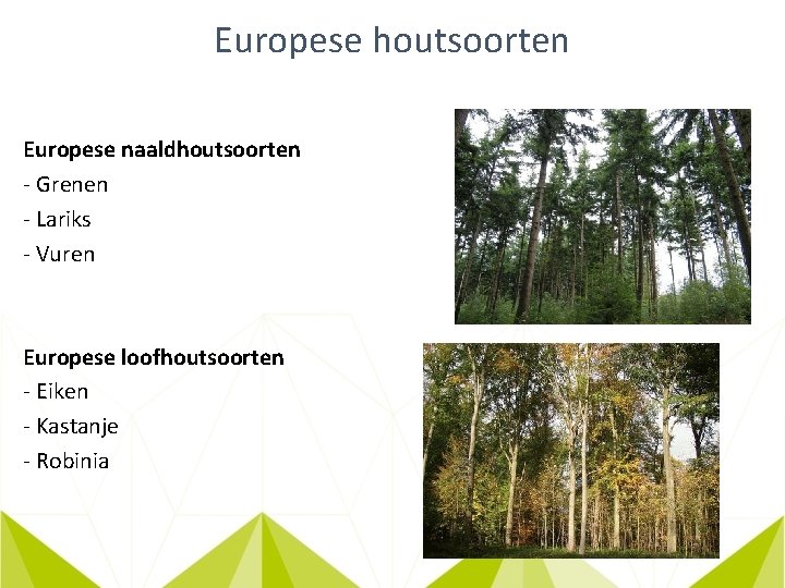 Europese houtsoorten Europese naaldhoutsoorten - Grenen - Lariks - Vuren Europese loofhoutsoorten - Eiken