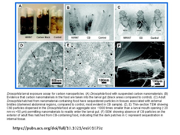 Drosophila larval exposure assay for carbon nanoparticles. (A) Drosophila food with suspended carbon nanomaterials.