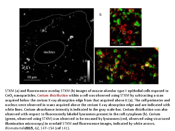 STXM (a) and fluorescence-overlay STXM (b) images of mouse alveolar type II epithelial cells