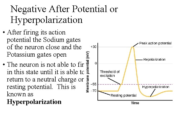 Negative After Potential or Hyperpolarization • After firing its action potential the Sodium gates