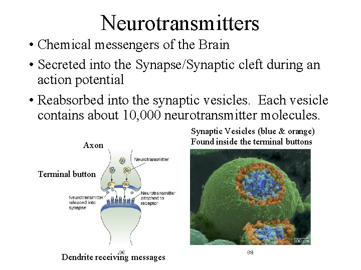 Neurotransmitters • Chemical messengers of the Brain • Secreted into the Synapse/Synaptic cleft during