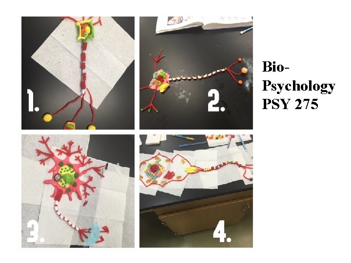Bio. Psychology PSY 275 