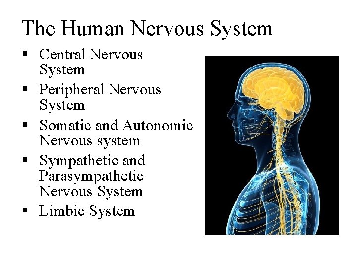 The Human Nervous System § Central Nervous System § Peripheral Nervous System § Somatic