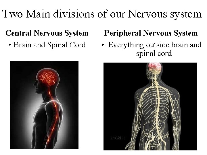 Two Main divisions of our Nervous system Central Nervous System • Brain and Spinal
