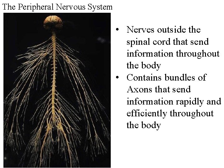 The Peripheral Nervous System • Nerves outside the spinal cord that send information throughout