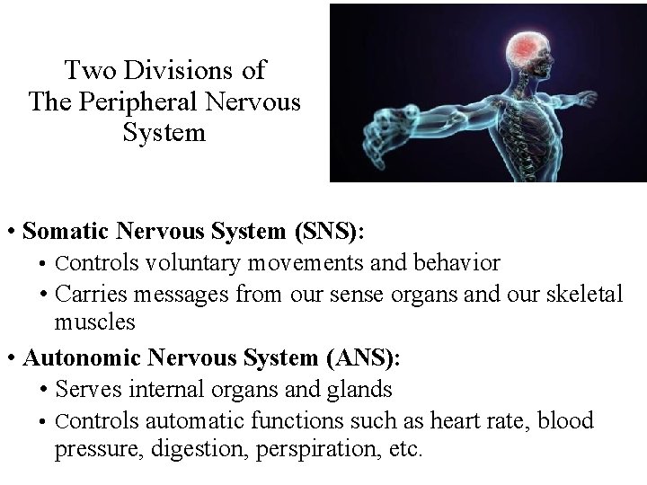 Two Divisions of The Peripheral Nervous System • Somatic Nervous System (SNS): • Controls