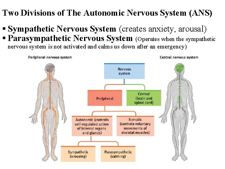 Two Divisions of The Autonomic Nervous System (ANS) § Sympathetic Nervous System (creates anxiety,