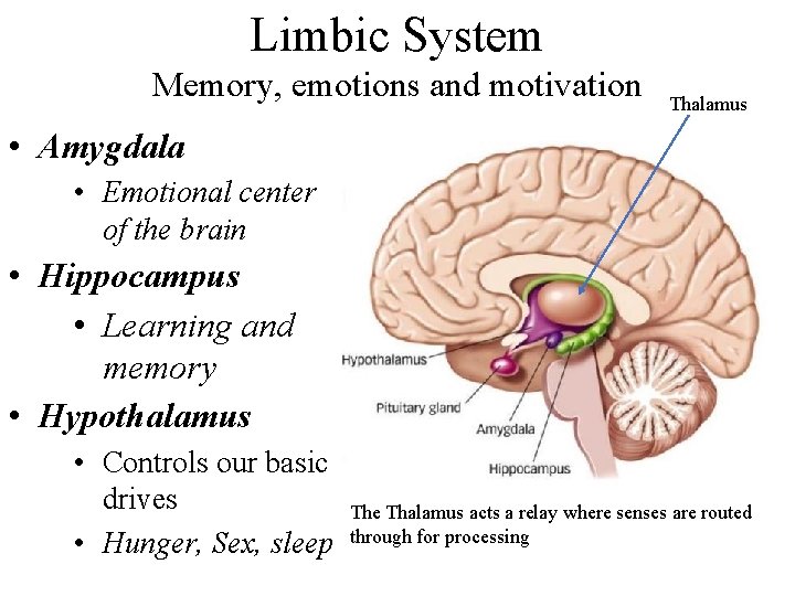 Limbic System Memory, emotions and motivation Thalamus • Amygdala • Emotional center of the