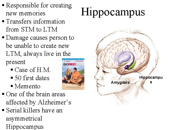 § Responsible for creating new memories § Transfers information from STM to LTM §